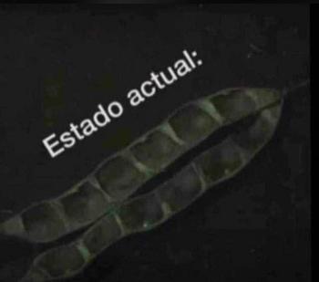 4083817717, transgender escort, San Jose